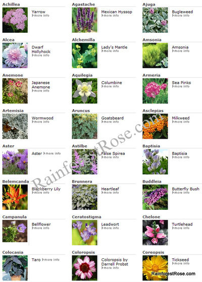 Perennial Plants Examples - Image to u