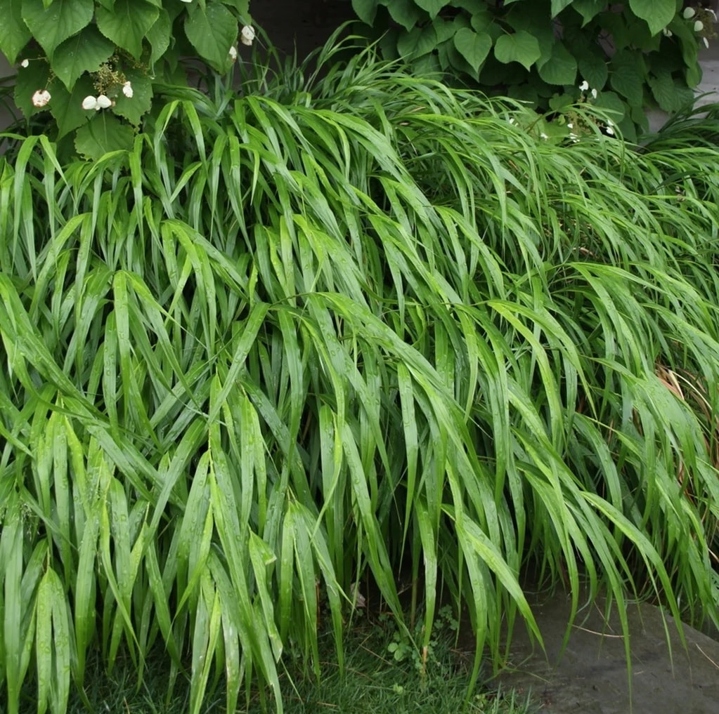Hakonechloa Macra 50 Plugs Japanese Forest Grass Ornamental Grasses Zone 5 9,Expiration Date Bread Tf2