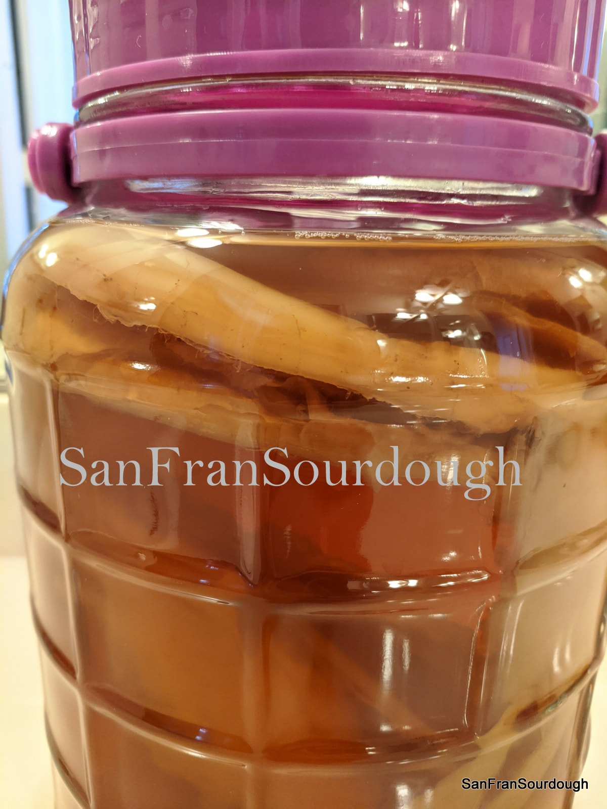 Kombucha scoby with tea starter large 6 inch diameter healthy probiotic  drink